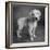 Portrait of Golden Retriever Puppy-Panoramic Images-Framed Photographic Print