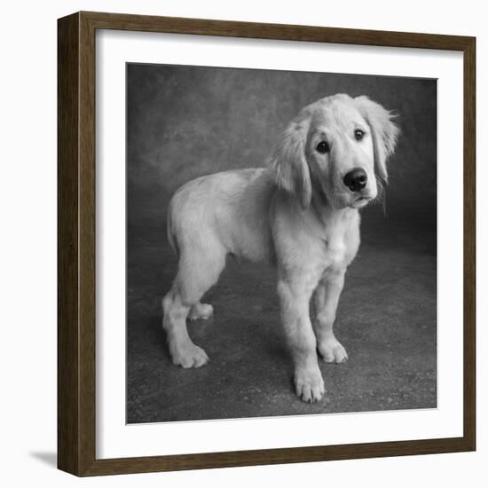 Portrait of Golden Retriever Puppy-Panoramic Images-Framed Photographic Print