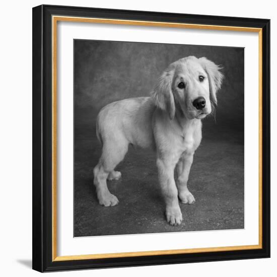 Portrait of Golden Retriever Puppy-Panoramic Images-Framed Photographic Print