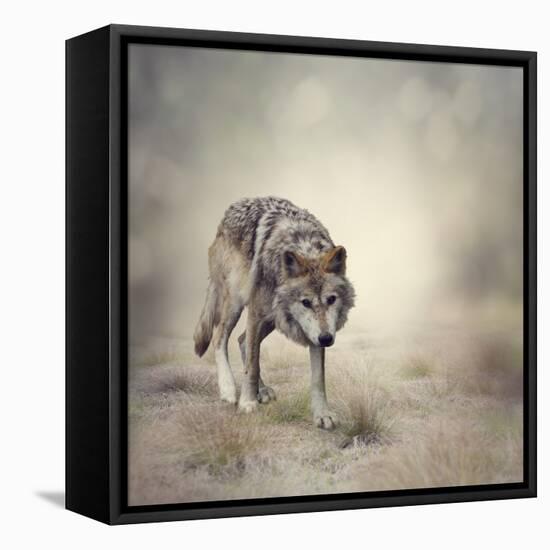 Portrait of Gray Wolf Walking-abracadabra99-Framed Premier Image Canvas