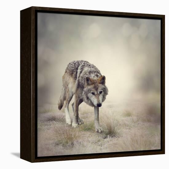 Portrait of Gray Wolf Walking-abracadabra99-Framed Premier Image Canvas