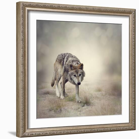 Portrait of Gray Wolf Walking-abracadabra99-Framed Photographic Print