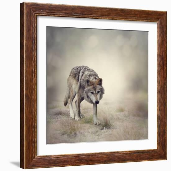 Portrait of Gray Wolf Walking-abracadabra99-Framed Photographic Print