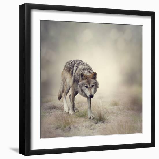 Portrait of Gray Wolf Walking-abracadabra99-Framed Photographic Print