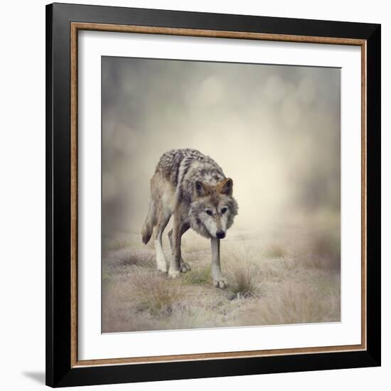 Portrait of Gray Wolf Walking-abracadabra99-Framed Photographic Print