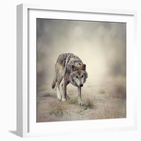 Portrait of Gray Wolf Walking-abracadabra99-Framed Photographic Print