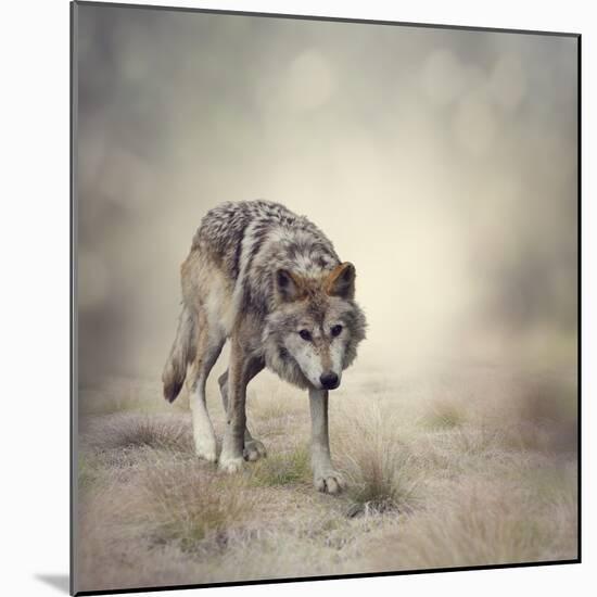 Portrait of Gray Wolf Walking-abracadabra99-Mounted Photographic Print