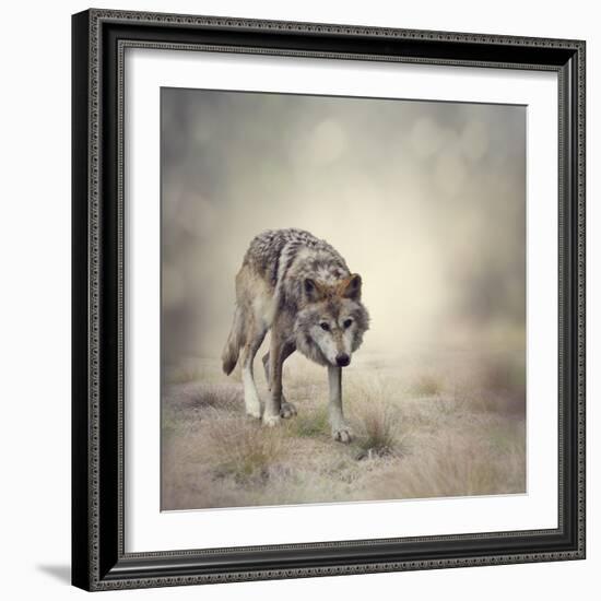 Portrait of Gray Wolf Walking-abracadabra99-Framed Photographic Print