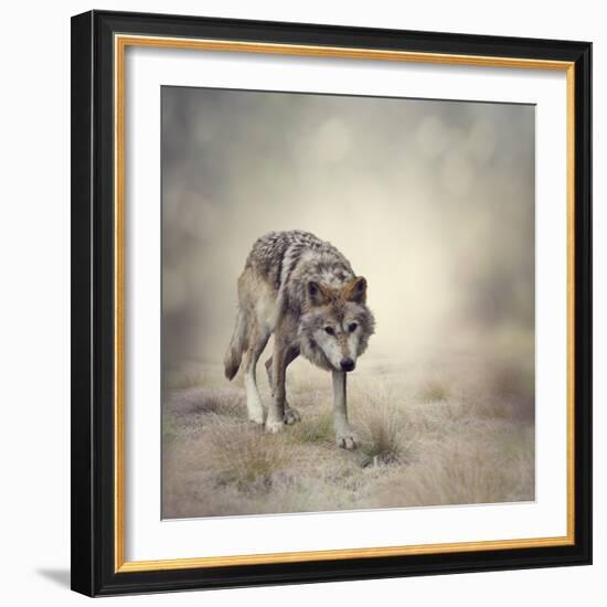 Portrait of Gray Wolf Walking-abracadabra99-Framed Photographic Print