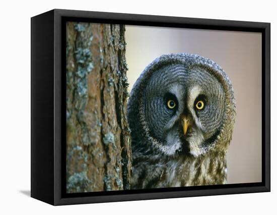 Portrait of Great Grey Owl (Strix Nebulosa) Behind Scots Pine Tree, Scotland, UK-Pete Cairns-Framed Premier Image Canvas