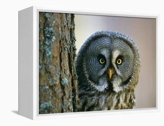 Portrait of Great Grey Owl (Strix Nebulosa) Behind Scots Pine Tree, Scotland, UK-Pete Cairns-Framed Premier Image Canvas