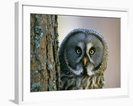 Portrait of Great Grey Owl (Strix Nebulosa) Behind Scots Pine Tree, Scotland, UK-Pete Cairns-Framed Photographic Print