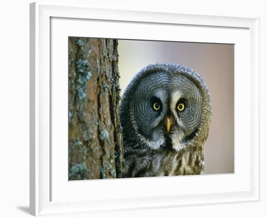 Portrait of Great Grey Owl (Strix Nebulosa) Behind Scots Pine Tree, Scotland, UK-Pete Cairns-Framed Photographic Print