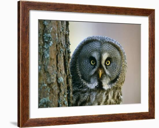 Portrait of Great Grey Owl (Strix Nebulosa) Behind Scots Pine Tree, Scotland, UK-Pete Cairns-Framed Photographic Print