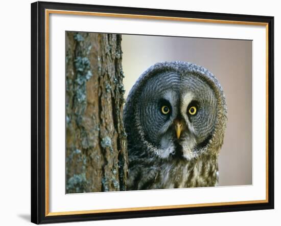 Portrait of Great Grey Owl (Strix Nebulosa) Behind Scots Pine Tree, Scotland, UK-Pete Cairns-Framed Photographic Print