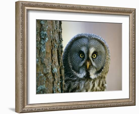 Portrait of Great Grey Owl (Strix Nebulosa) Behind Scots Pine Tree, Scotland, UK-Pete Cairns-Framed Photographic Print