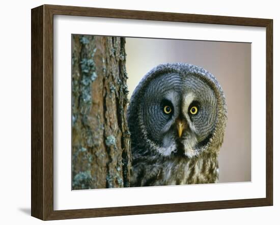 Portrait of Great Grey Owl (Strix Nebulosa) Behind Scots Pine Tree, Scotland, UK-Pete Cairns-Framed Photographic Print