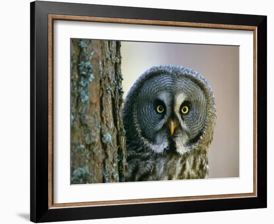 Portrait of Great Grey Owl (Strix Nebulosa) Behind Scots Pine Tree, Scotland, UK-Pete Cairns-Framed Photographic Print