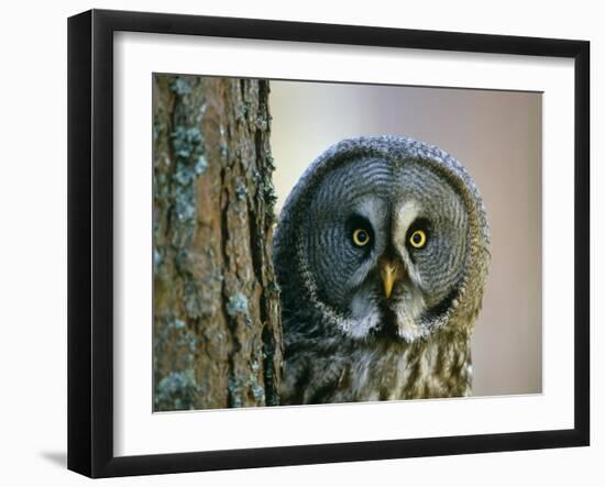 Portrait of Great Grey Owl (Strix Nebulosa) Behind Scots Pine Tree, Scotland, UK-Pete Cairns-Framed Photographic Print