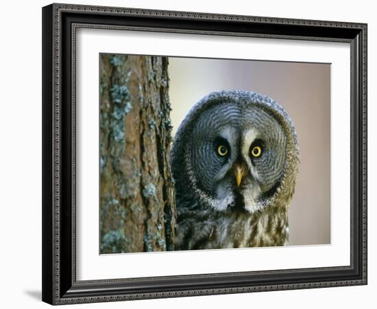 Portrait of Great Grey Owl (Strix Nebulosa) Behind Scots Pine Tree, Scotland, UK-Pete Cairns-Framed Photographic Print