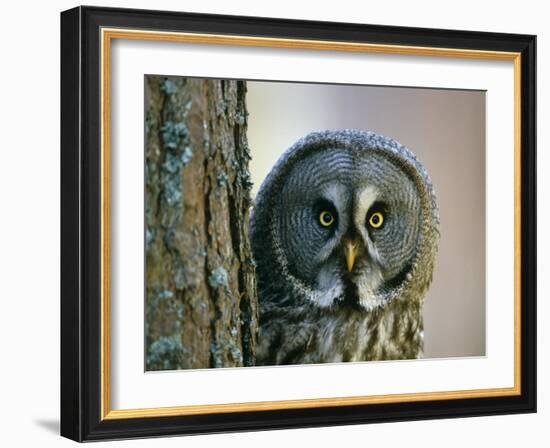 Portrait of Great Grey Owl (Strix Nebulosa) Behind Scots Pine Tree, Scotland, UK-Pete Cairns-Framed Photographic Print