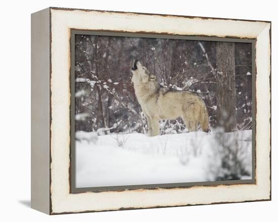 Portrait of Grey Wolf Howling in the Snow-Lynn M^ Stone-Framed Premier Image Canvas