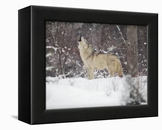 Portrait of Grey Wolf Howling in the Snow-Lynn M^ Stone-Framed Premier Image Canvas