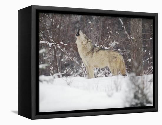 Portrait of Grey Wolf Howling in the Snow-Lynn M^ Stone-Framed Premier Image Canvas