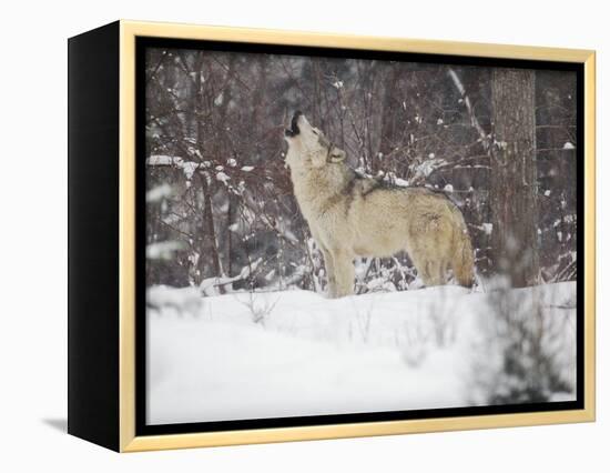 Portrait of Grey Wolf Howling in the Snow-Lynn M^ Stone-Framed Premier Image Canvas