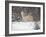 Portrait of Grey Wolf Howling in the Snow-Lynn M^ Stone-Framed Photographic Print