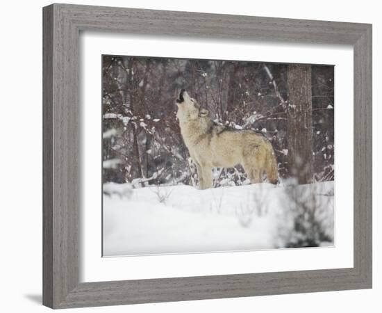 Portrait of Grey Wolf Howling in the Snow-Lynn M^ Stone-Framed Photographic Print