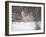 Portrait of Grey Wolf Howling in the Snow-Lynn M^ Stone-Framed Photographic Print