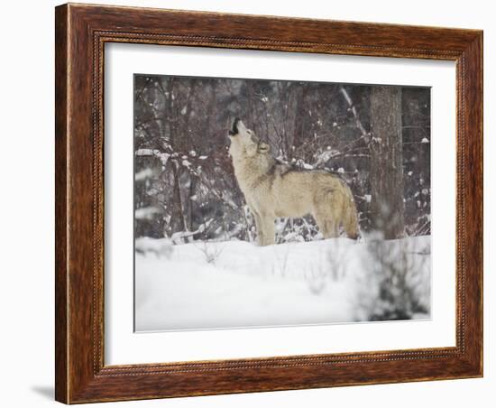 Portrait of Grey Wolf Howling in the Snow-Lynn M^ Stone-Framed Photographic Print