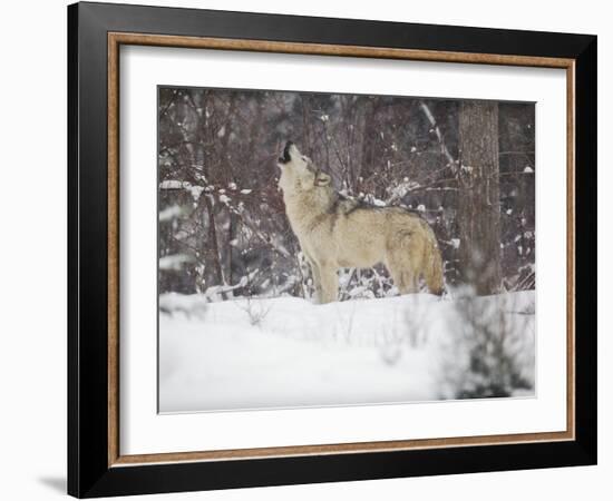 Portrait of Grey Wolf Howling in the Snow-Lynn M^ Stone-Framed Photographic Print