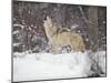 Portrait of Grey Wolf Howling in the Snow-Lynn M^ Stone-Mounted Photographic Print