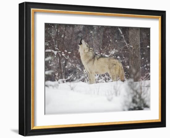 Portrait of Grey Wolf Howling in the Snow-Lynn M^ Stone-Framed Photographic Print