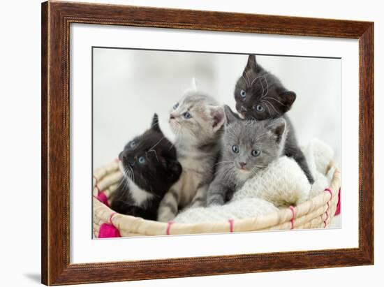 Portrait of Group of Young Scottish Cats . Studio Shot.-Nina Buday-Framed Photographic Print