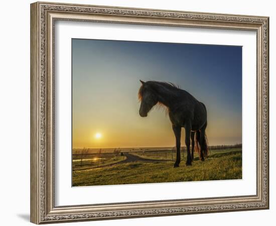 Portrait of Horse at Sunset.-Arctic-Images-Framed Photographic Print