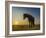 Portrait of Horse at Sunset.-Arctic-Images-Framed Photographic Print