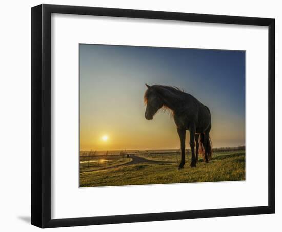 Portrait of Horse at Sunset.-Arctic-Images-Framed Photographic Print