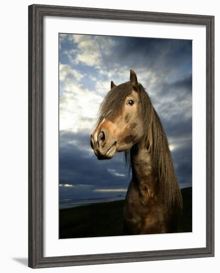 Portrait of Horse-Arctic-Images-Framed Premium Photographic Print