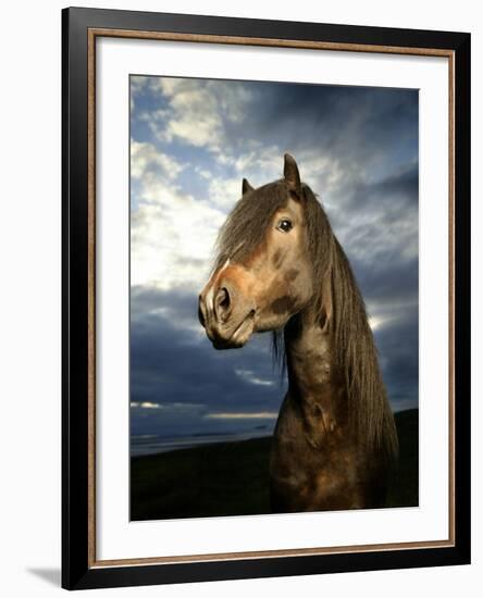 Portrait of Horse-Arctic-Images-Framed Premium Photographic Print