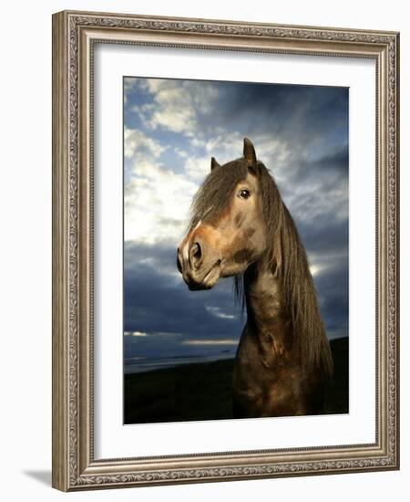 Portrait of Horse-Arctic-Images-Framed Photographic Print