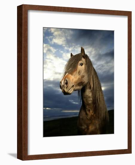 Portrait of Horse-Arctic-Images-Framed Photographic Print