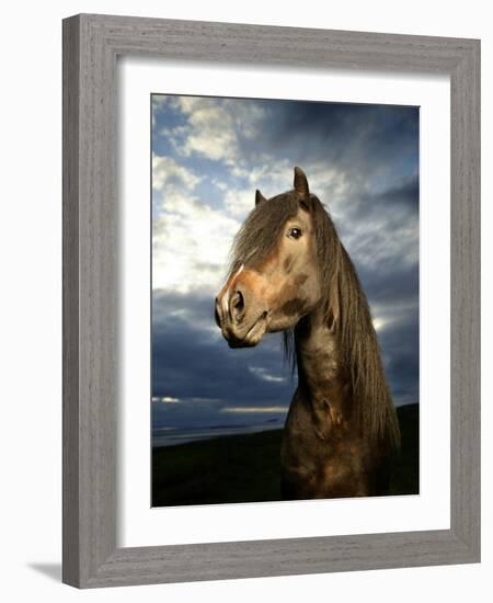 Portrait of Horse-Arctic-Images-Framed Photographic Print