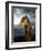 Portrait of Horse-Arctic-Images-Framed Photographic Print