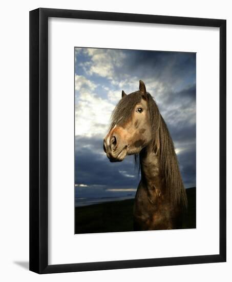 Portrait of Horse-Arctic-Images-Framed Photographic Print