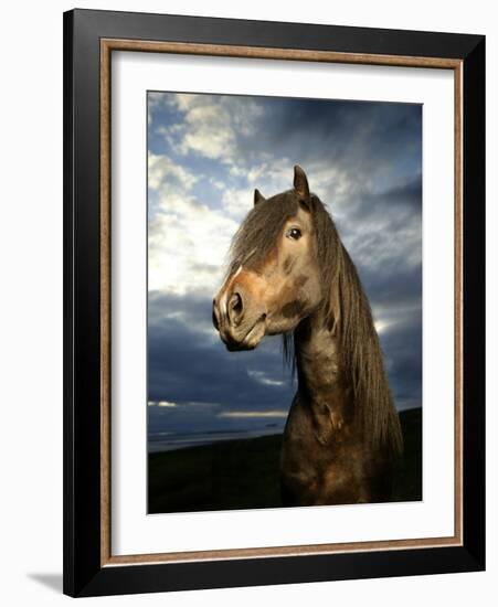 Portrait of Horse-Arctic-Images-Framed Photographic Print