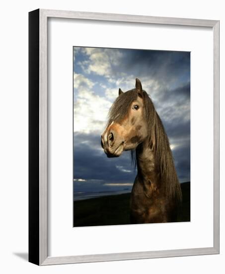 Portrait of Horse-Arctic-Images-Framed Photographic Print