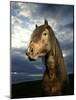 Portrait of Horse-Arctic-Images-Mounted Photographic Print